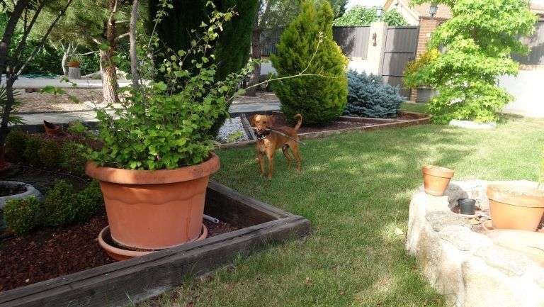 viajar con perros